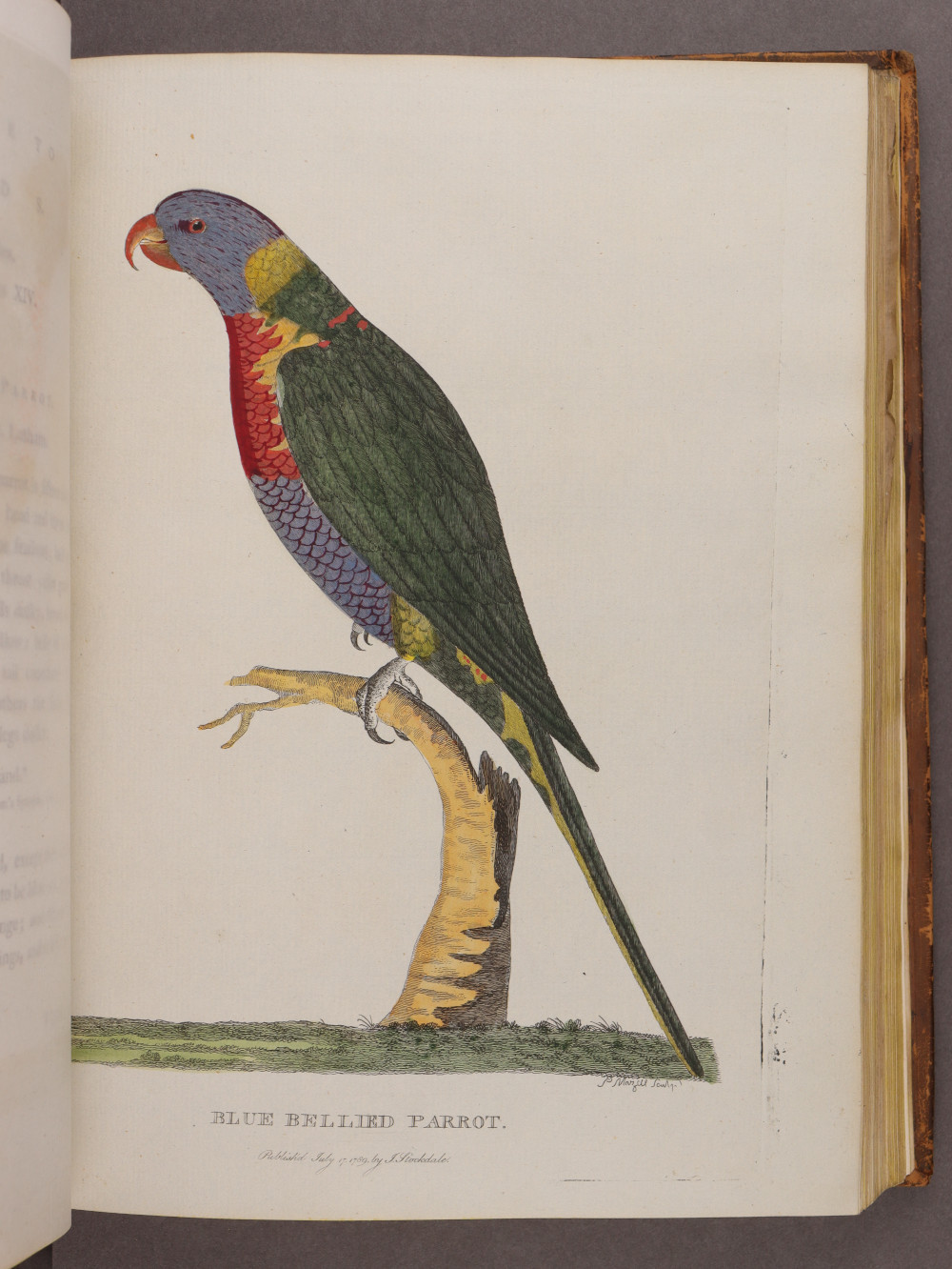 Plate 18